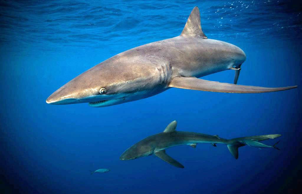 Why Scuba Diving Palau Is a Bucket List Adventure